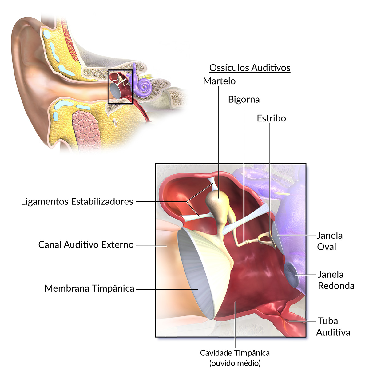 Anatomia do Ouvido Médio | Dra. Daniela Janolli