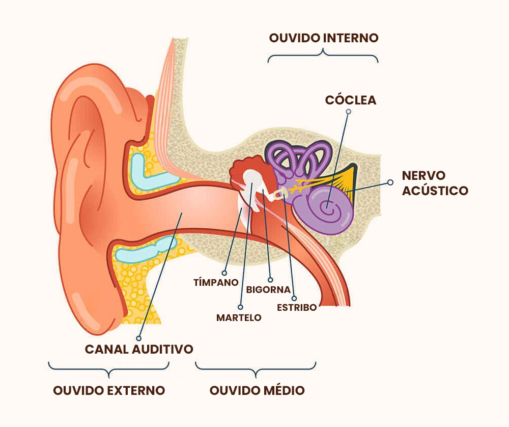 Anatomia do Ouvido | Perda Auditiva